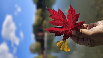 秋意正浓逛公园