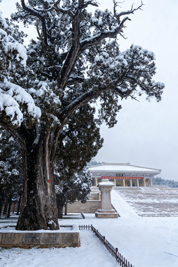 雪景古树建筑风景摄影
