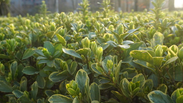 阳光下的绿叶景象