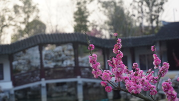 春花园景梅花绽放