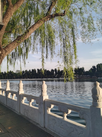 什刹海的夏日风景