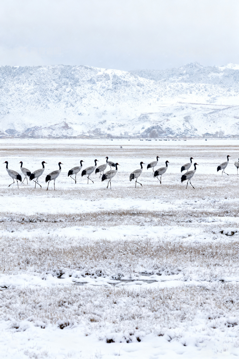 高清大图下载【趣麦麦图】雪原鹤群觅食风景摄影图片