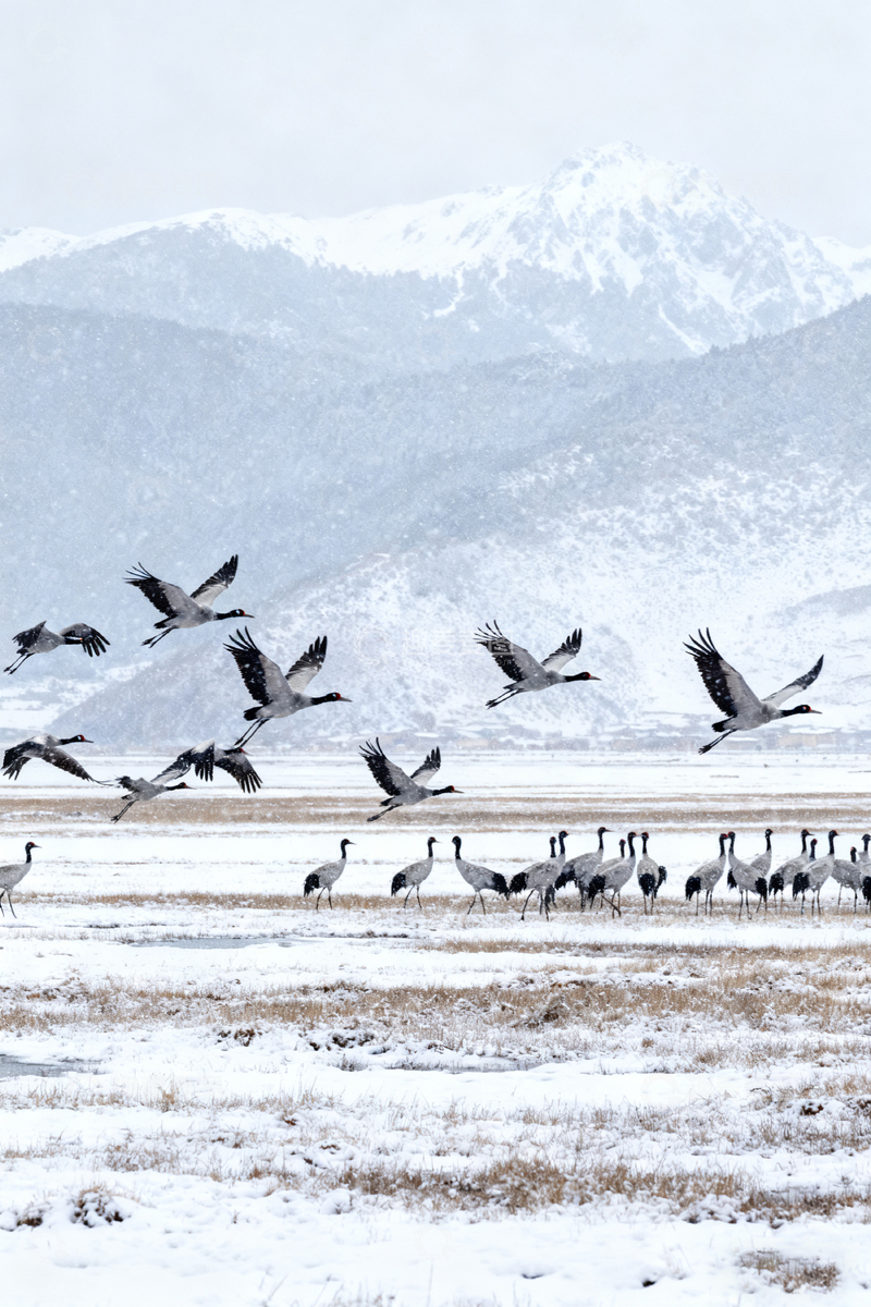 高清大图下载【趣麦麦图】雪山飞鹤自然景观摄影图片