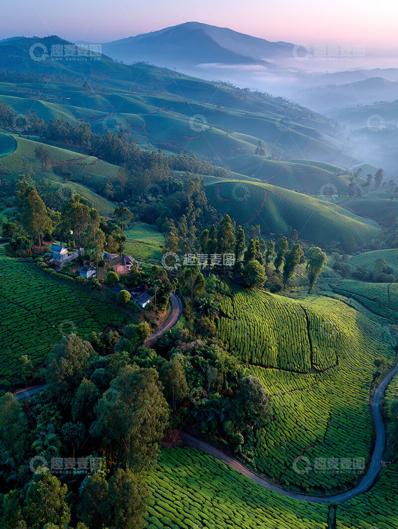 高清大图下载【趣麦麦图】茶叶  翠芽  陈韵  