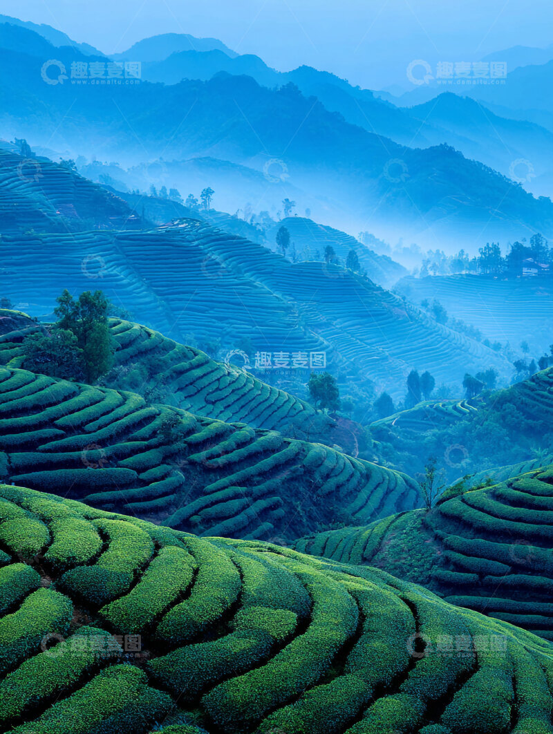 高清大图下载【趣麦麦图】茶叶  翠芽  青褐  