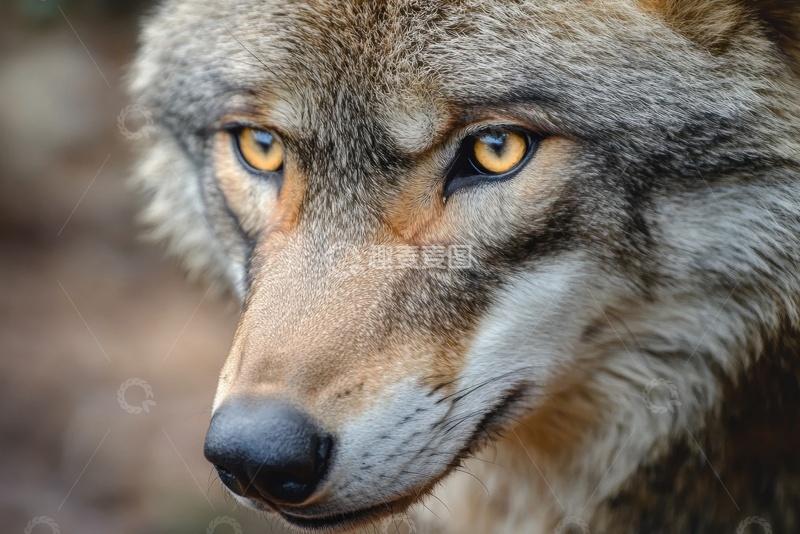 高清大图下载【趣麦麦图】一匹狼面部特写摄影