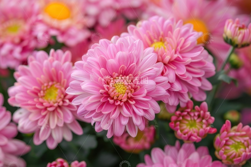 高清大图下载【趣麦麦图】盛开的粉色菊花花卉