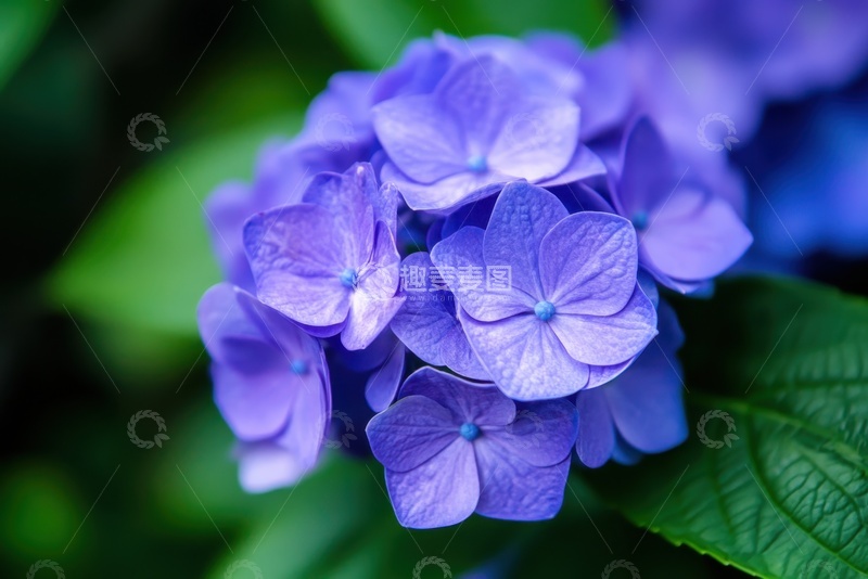 高清大图下载【趣麦麦图】盛开的紫色绣球花