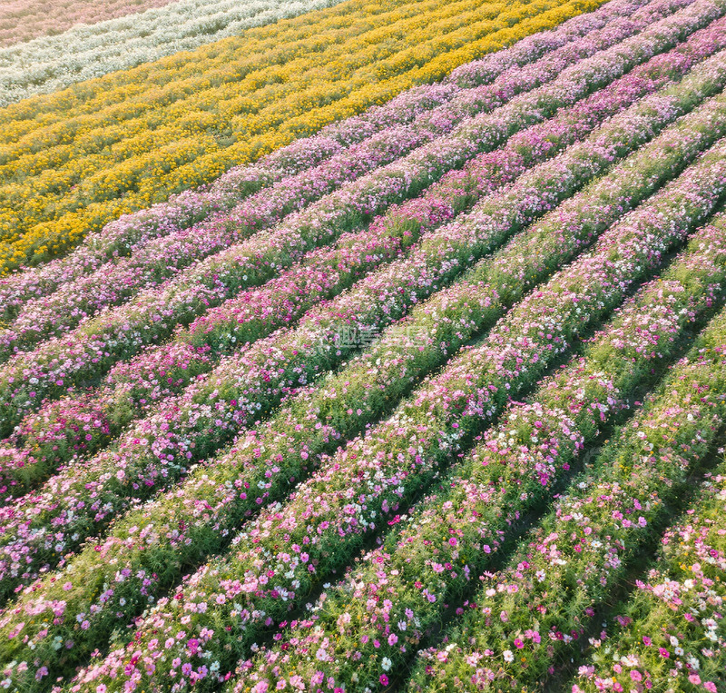 高清大图下载【趣麦麦图】花海田园风光摄影图片