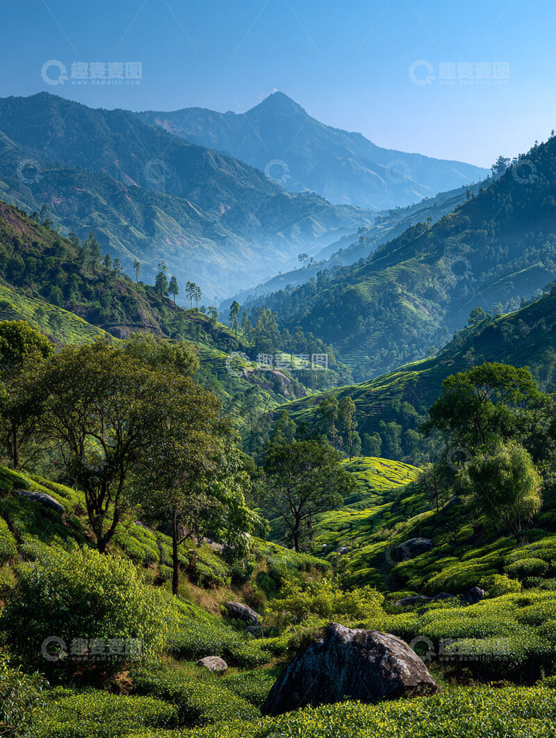 高清大图下载【趣麦麦图】茶叶  卷曲  珍品