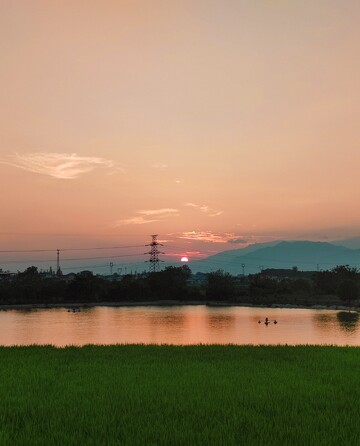夕阳下的鱼塘和稻田
