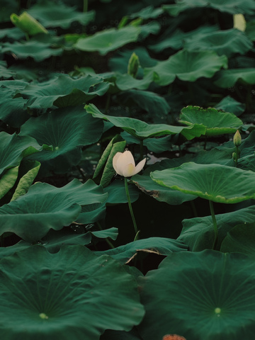 阴天的荷叶与荷花