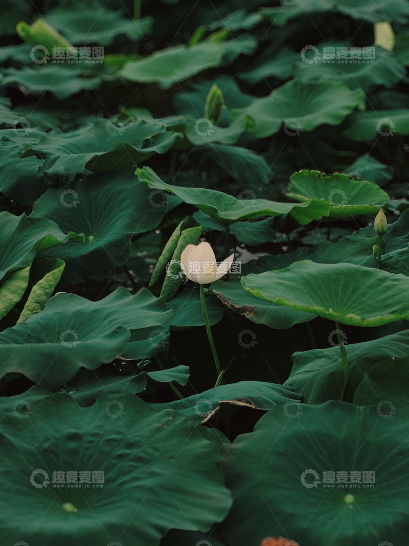 高清大图下载【趣麦麦图】阴天的荷叶与荷花