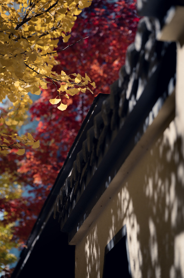 沈阳宝岛路秋色9