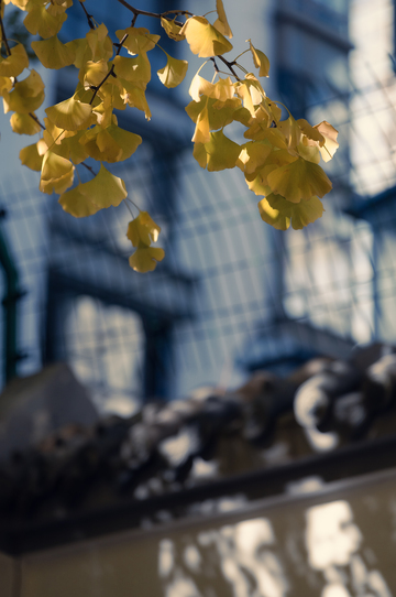 沈阳宝岛路秋色1