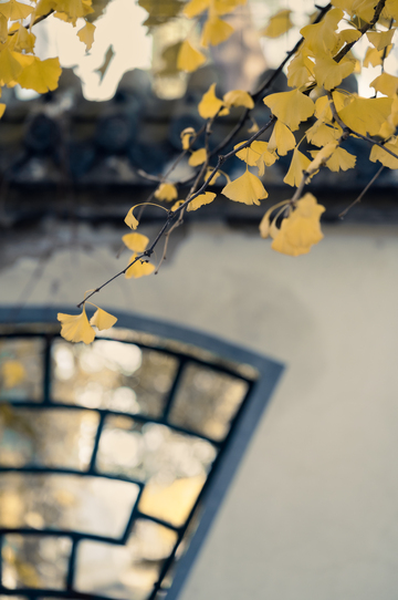 沈阳宝岛路秋色3