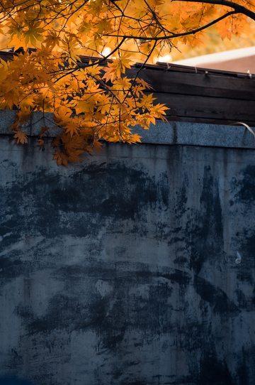 沈阳宝岛路秋色4