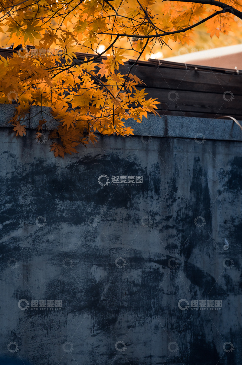 高清大图下载【趣麦麦图】-沈阳宝岛路秋色4