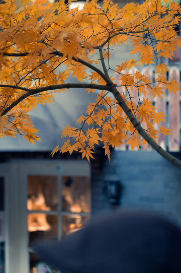 沈阳宝岛路秋色6