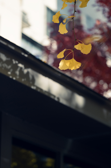 沈阳宝岛路秋色7