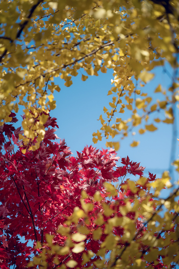 沈阳宝岛路秋色2
