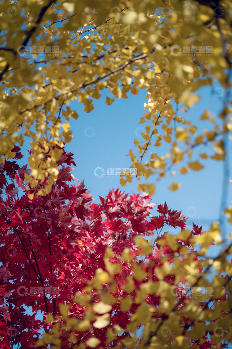 高清大图下载【趣麦麦图】-沈阳宝岛路秋色2