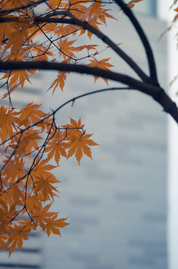 沈阳宝岛路秋色5