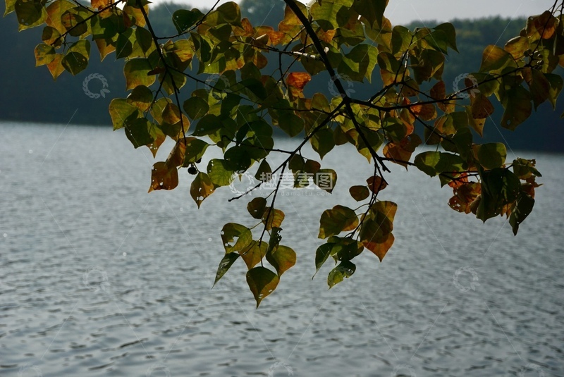 高清大图下载【趣麦麦图】秋叶湖畔风光摄影