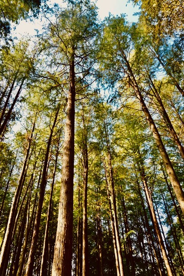 森林风光仰望树木