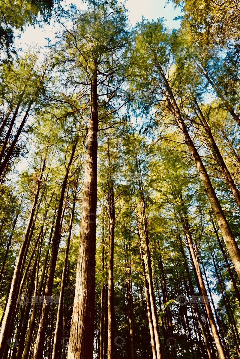 高清大图下载【趣麦麦图】森林风光仰望树木