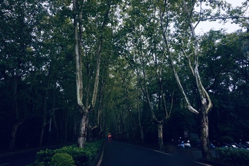 森林小路静谧美景