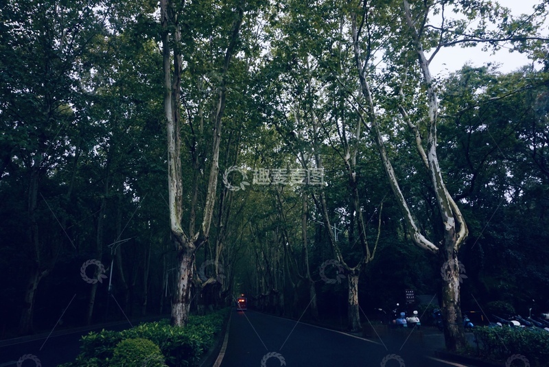 高清大图下载【趣麦麦图】森林小路静谧美景