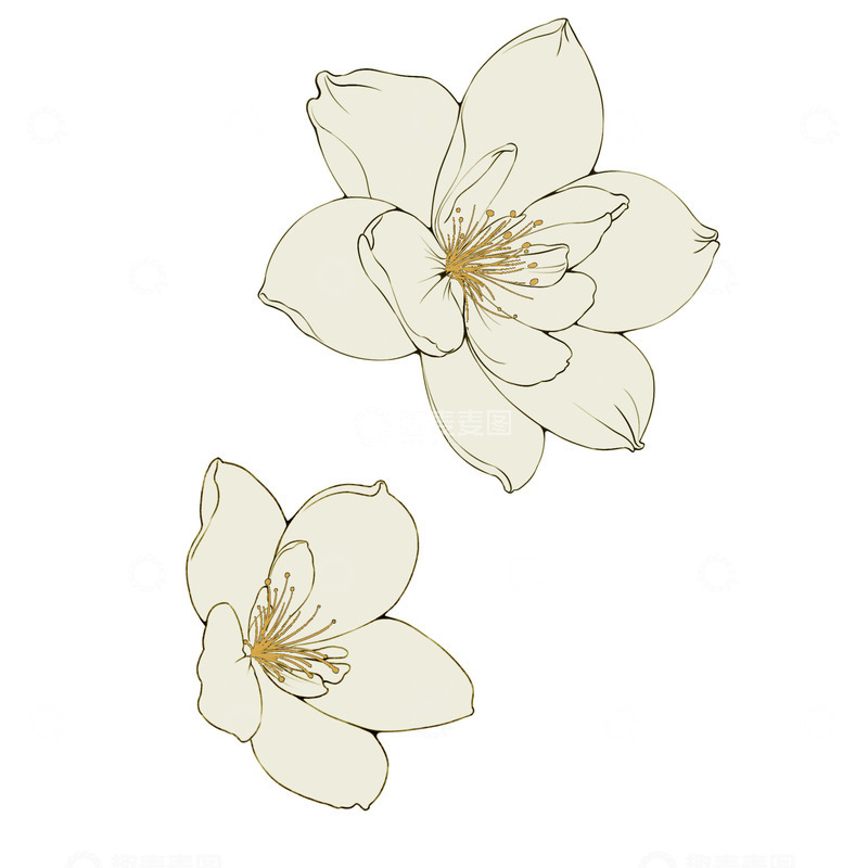 高清大图下载【趣麦麦图】春天栀子花植物花卉手绘元素