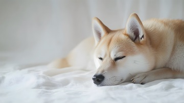 温馨睡眠柴犬特写