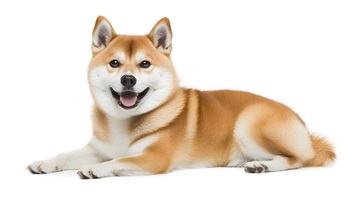 柴犬宠物摄影白底写真