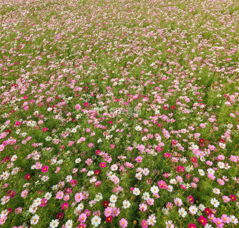高清大图下载【趣麦麦图】花海风光自然风景摄影图片