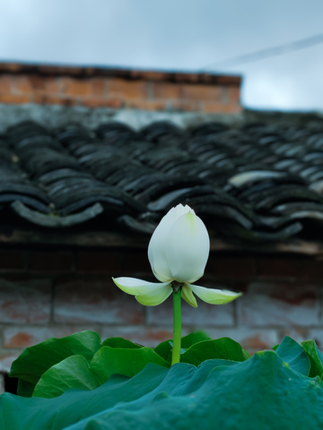 夏日午后房檐下的荷花