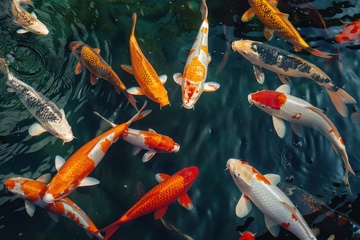 池塘里的一群鲤鱼摄影