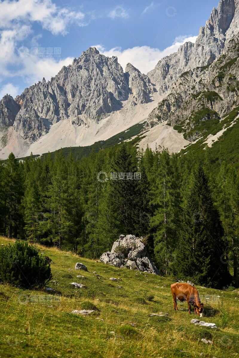 高清大图下载【趣麦麦图】山间牛影风光摄影