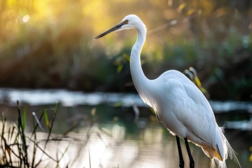 水畔边站立的一只白鹤