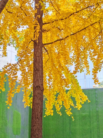 秋意浓银杏树城市风景