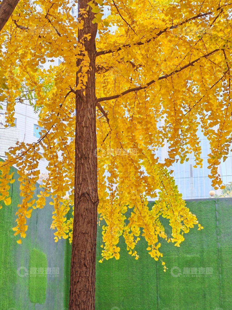 高清大图下载【趣麦麦图】秋意浓银杏树城市风景