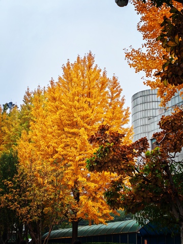 秋日金黄银杏树城市风景