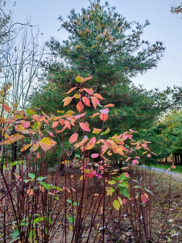 秋日树林彩叶风景摄影