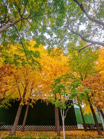 金秋银杏树美景自然风光摄影