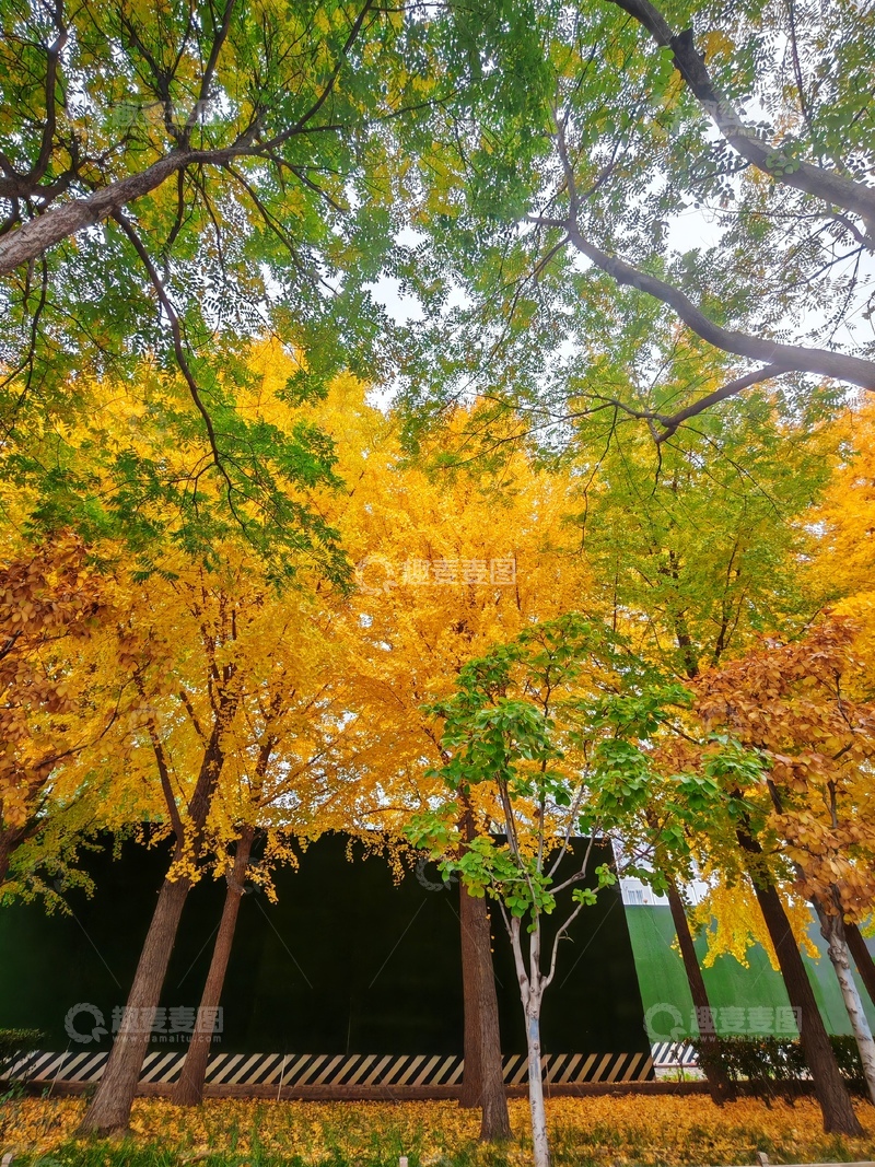 高清大图下载【趣麦麦图】-金秋银杏树美景自然风光摄影