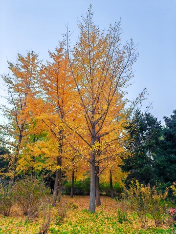 金秋银杏林美景自然风光摄影