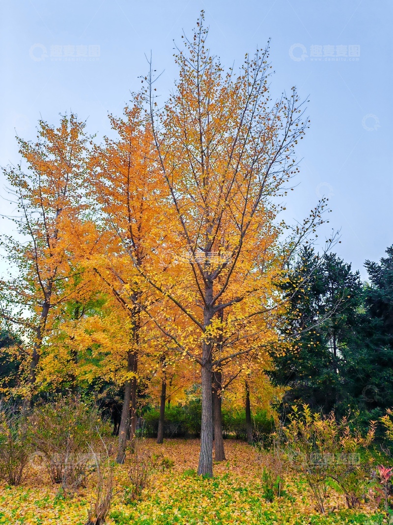 高清大图下载【趣麦麦图】金秋银杏林美景自然风光摄影