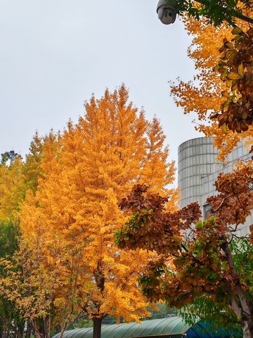秋日金黄树木城市风景