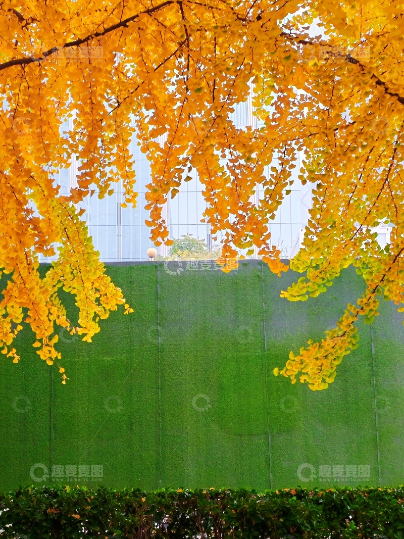 高清大图下载【趣麦麦图】-秋叶银杏绿墙风景摄影